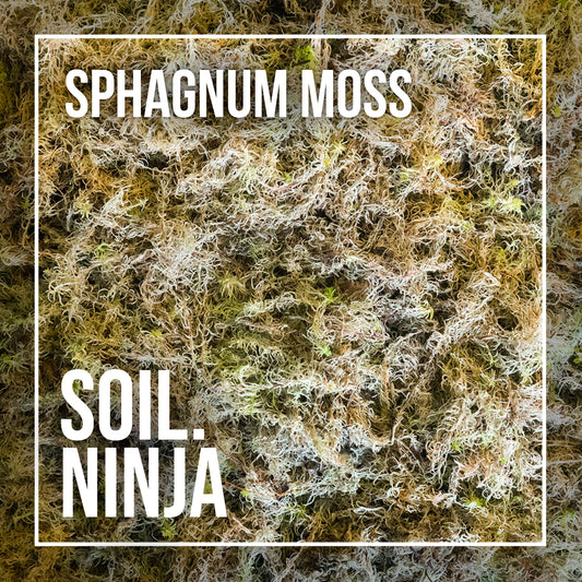 Sphagnum moss